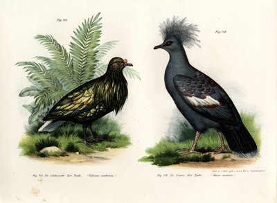 Nicobar Pigeon by German School